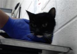Shelter Stray Female Cat last seen Near BLOCK YARBOROUGH RD, HOPE MILLS NC 28348, 4704 Corporation Dr, Fayetteville, NC 28306, USA