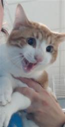 Shelter Stray Male Cat last seen Near BLOCK PEABODY PL, FAYETTEVILLE NC 28311, 4704 Corporation Dr, Fayetteville, NC 28306, USA