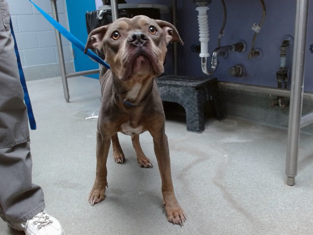Shelter Stray Male Dog last seen 114TH AND DE VARGAS SW, 11800 Sunset Gardens Rd SW, Albuquerque, NM 87121, USA