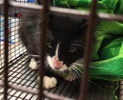 Shelter Stray Unknown Cat last seen 168TH AND HARBACK RD, 12155 Park Blvd, Brighton, CO 80601, USA
