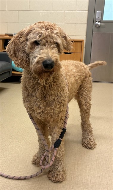 Shelter Stray Female Dog last seen W 100TH PL & HURON ST, 12155 Park Blvd, Brighton, CO 80601, USA