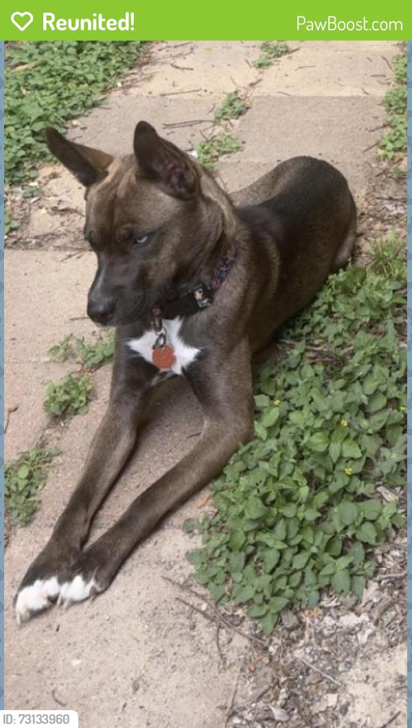 Reunited Female Dog last seen Near Gladewater Ct, Tomball, TX 77375, USA, Tomball, TX 77375