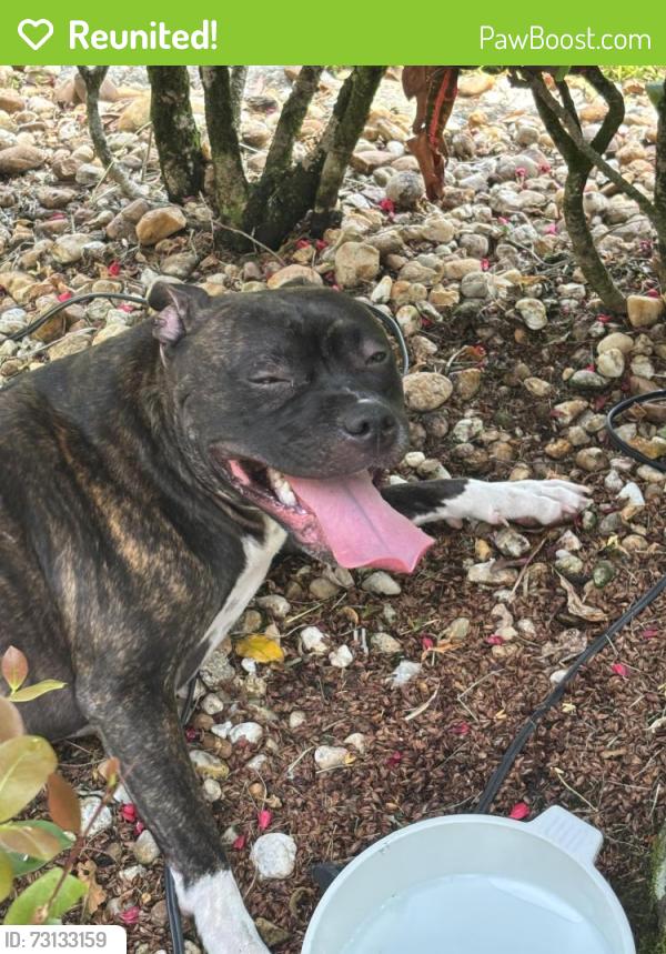 Reunited Unknown Dog last seen Sea Grass Circle, Boca Raton, FL, Palm Beach County, FL 33498