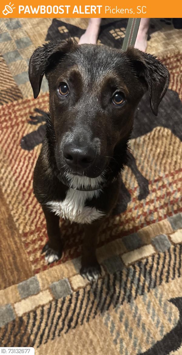 Found/Stray Male Dog last seen Tractor supply, Pickens, SC 29671