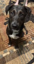 Found/Stray Male Dog last seen Tractor supply, Pickens, SC 29671