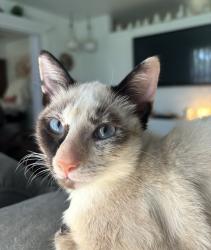 Lost Female Cat last seen Near avocado elementary, Homestead, FL 33033