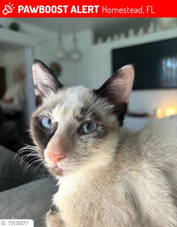 Lost Female Cat last seen Near avocado elementary, Homestead, FL 33033