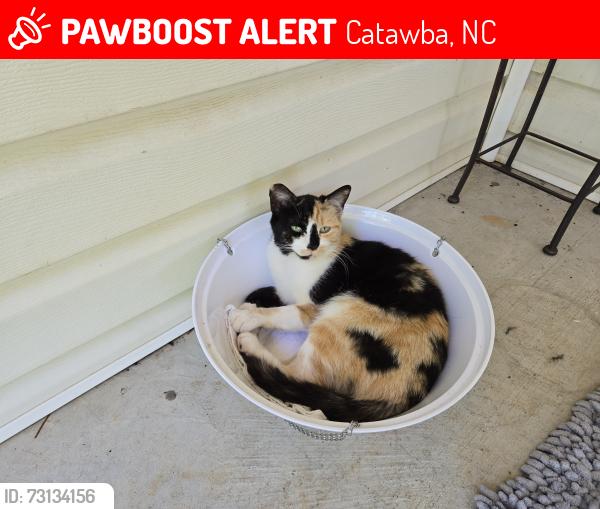 Lost Female Cat last seen Wike rd, Catawba, NC 28609