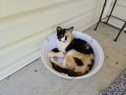 Lost Female Cat last seen Wike rd, Catawba, NC 28609