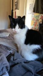 Reunited Male Cat last seen Red Bricks Hulme, Greater Manchester, England M15 5AB
