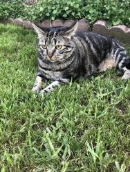 Reunited Female Cat last seen 3rd street and hill street Santa Monica, Santa Monica, CA 90405