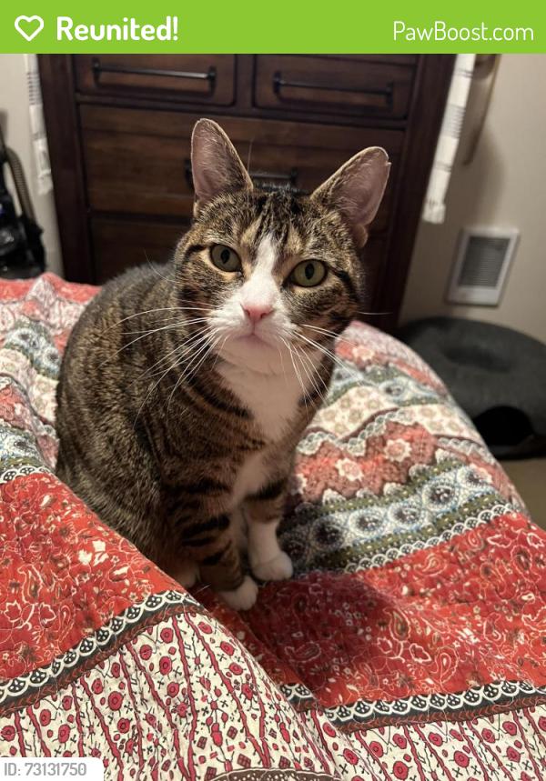 Reunited Female Cat last seen 37th Street, Milwaukie, OR 97222