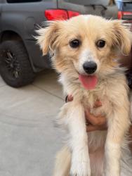 Lost Female Dog last seen Sabal dr and sierra rd, San Jose, CA 95132
