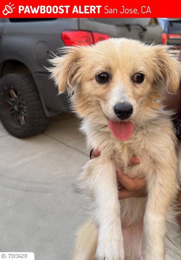 Lost Female Dog last seen Sabal dr and sierra rd, San Jose, CA 95132