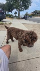 Reunited Male Dog last seen Near the intersection of Gladhill Rd and Loretta Dr, La Mirada, CA 90638