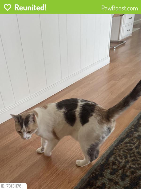 Reunited Female Cat last seen Dorsey & Mulberry, Grass Valley, CA 95945