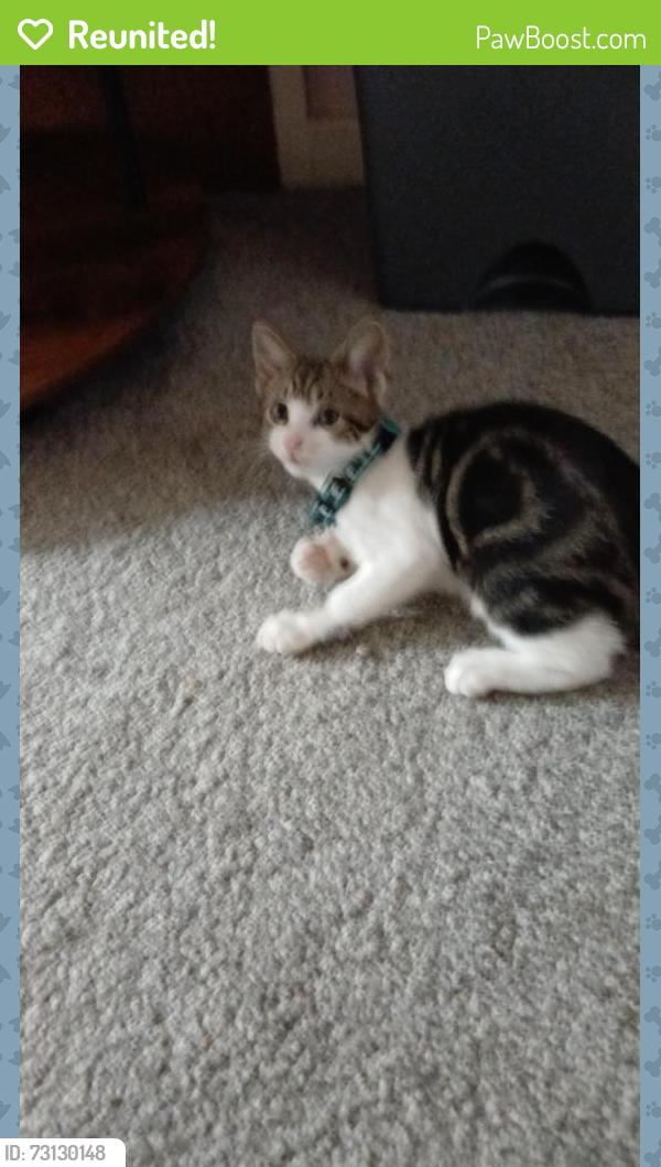 Reunited Female Cat last seen Warwick Road Emscote road, Warwickshire, England 
