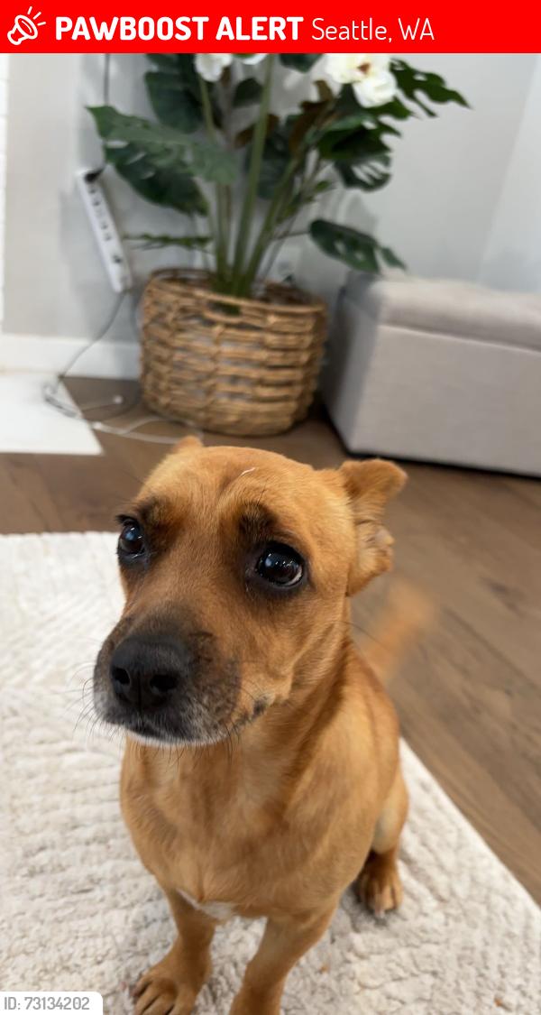 Lost Female Dog last seen By grocery outlet in skyway or around skyway, Seattle, WA 98178
