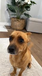 Lost Female Dog last seen By grocery outlet in skyway or around skyway, Seattle, WA 98178