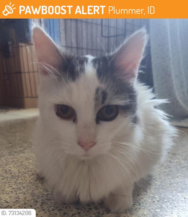 Found/Stray Female Cat last seen Intersection of Minaloosa and Old Highway 5, Plummer, ID 83851