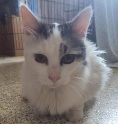 Found/Stray Female Cat last seen Intersection of Minaloosa and Old Highway 5, Plummer, ID 83851