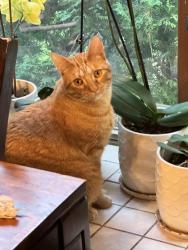 Lost Male Cat last seen Boone Ave N, Northwood Park, New Hope, Minneapolis, MN 55427