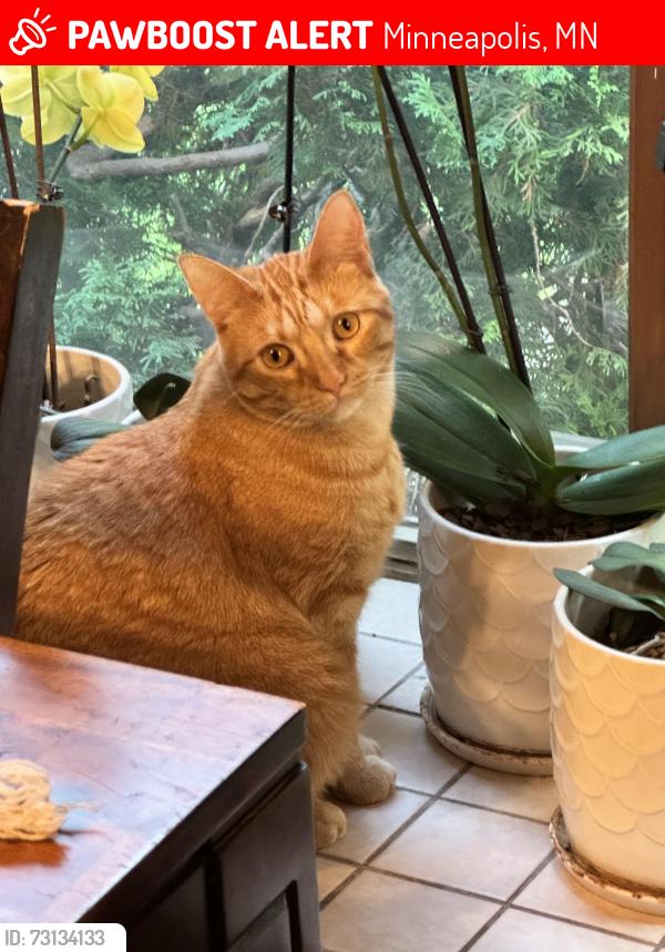 Lost Male Cat last seen Boone Ave N, Northwood Park, New Hope, Minneapolis, MN 55427