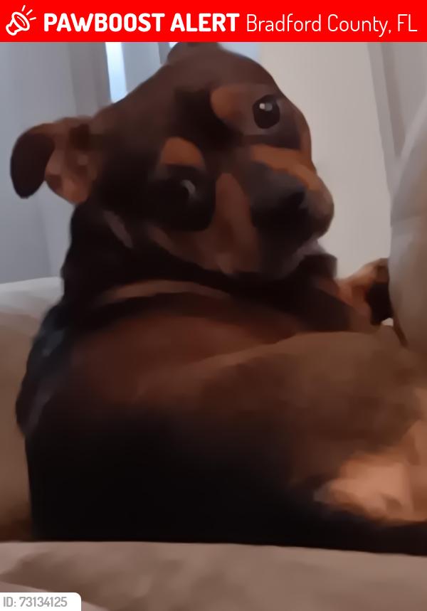 Lost Male Dog last seen Starke Florida, Bradford County, FL 32091