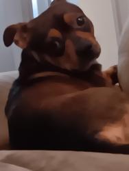 Lost Male Dog last seen Starke Florida, Bradford County, FL 32091