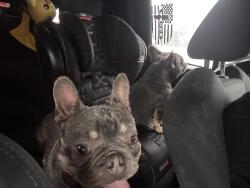 Reunited Female Dog last seen Skyview flts, Cypress, TX 77433