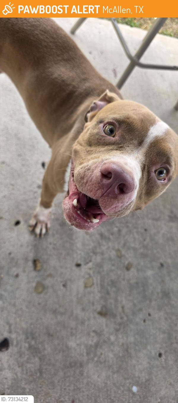 Found/Stray Unknown Dog last seen N 27th ln and Harvey, McAllen, TX 78501