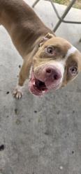 Found/Stray Unknown Dog last seen N 27th ln and Harvey, McAllen, TX 78501