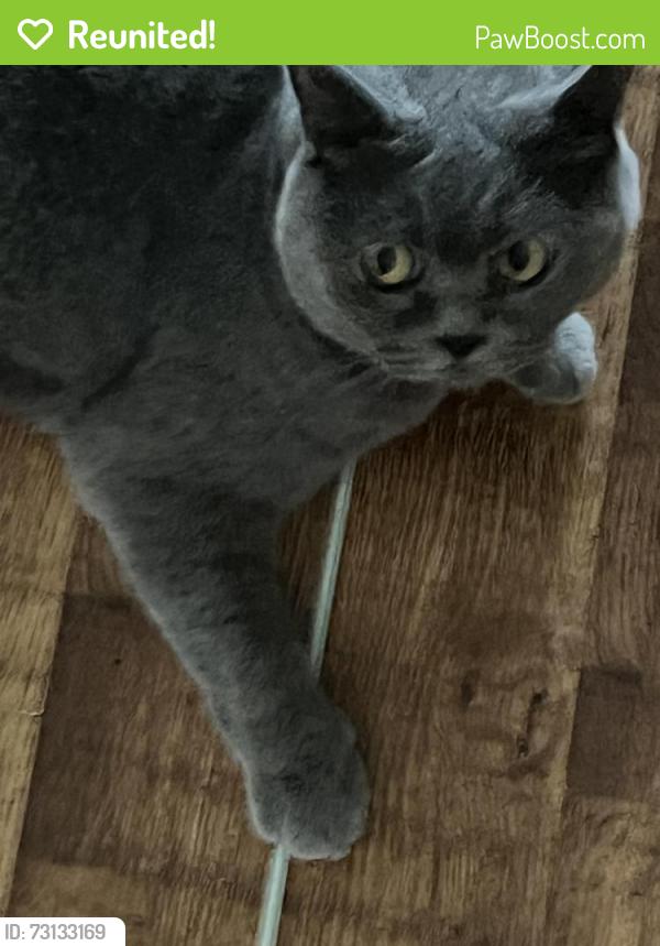 Reunited Female Cat last seen Queens road, Portsmouth, England PO2 7LX