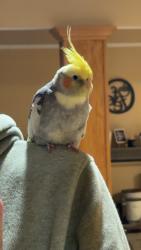 Lost Unknown Bird last seen Saint Fabian Catholic Church, Bridgeview, IL 60455
