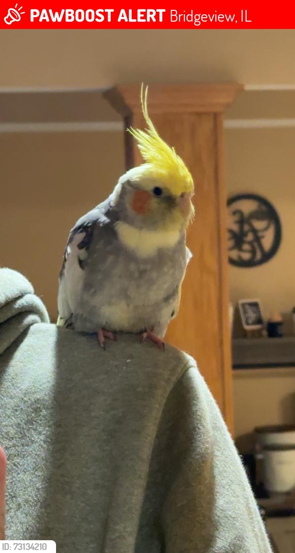 Lost Unknown Bird last seen Saint Fabian Catholic Church, Bridgeview, IL 60455