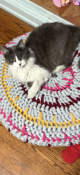 Lost Male Cat last seen Boulder and San Antonio, Ontario, CA 91762