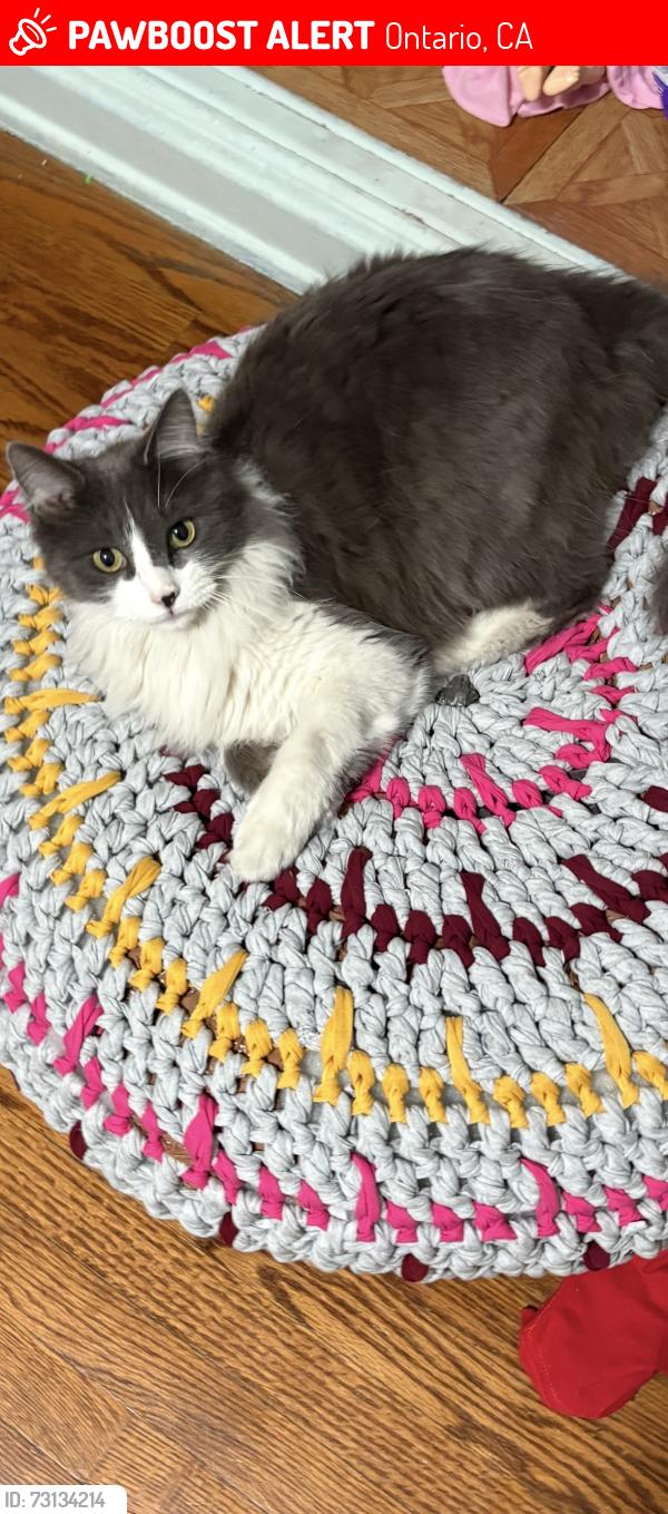 Lost Male Cat last seen Boulder and San Antonio, Ontario, CA 91762