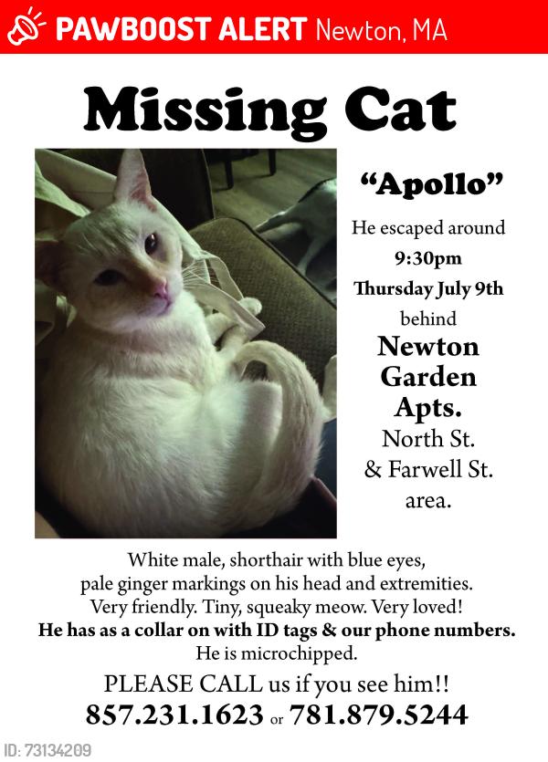 Lost Male Cat last seen Farwell & North Sts, behind Newton Garden Apts, Newton, MA 02460