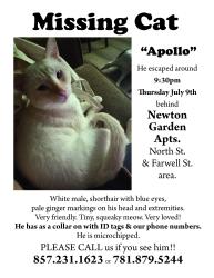 Lost Male Cat last seen Farwell & North Sts, behind Newton Garden Apts, Newton, MA 02460