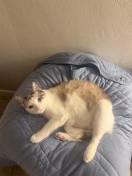 Lost Female Cat last seen White st , Flagler ave, simonton st, Key West, FL 33040