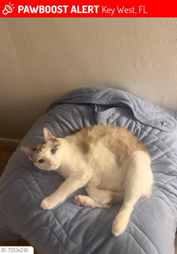 Lost Female Cat last seen White st , Flagler ave, simonton st, Key West, FL 33040