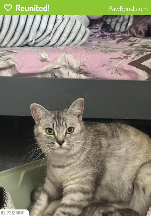 Reunited Female Cat last seen Near felicity dr m1h1e3, Toronto, ON M1H 1E3