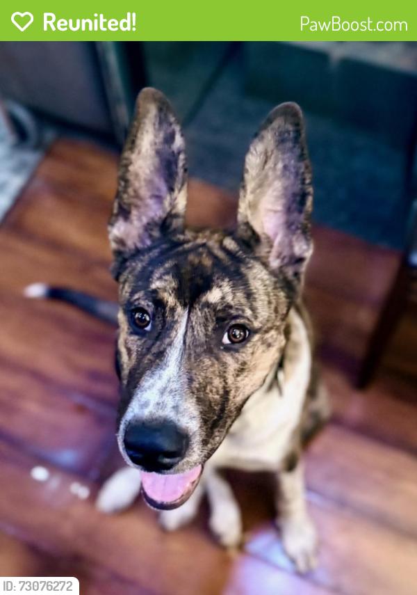 Reunited Male Dog last seen Crismon and university, Mesa, AZ 85207