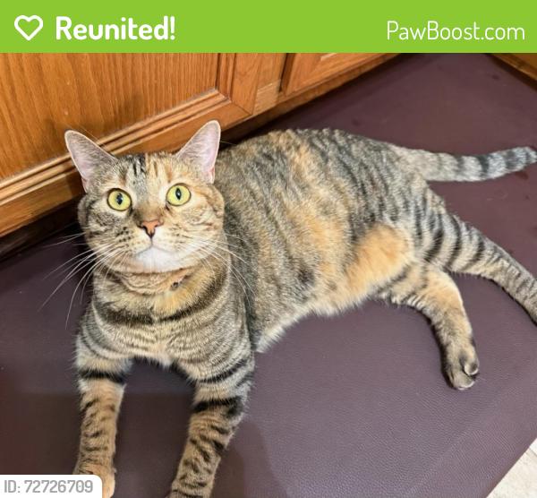 Reunited Female Cat last seen 4th &Tower Drive, Moore, OK 73160