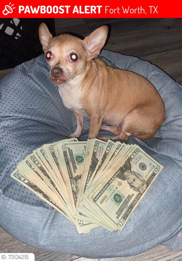 Lost Female Dog last seen Near, Fort Worth, TX 76112