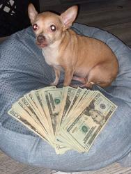 Lost Female Dog last seen Near, Fort Worth, TX 76112