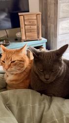 Lost Male Cat last seen Kellogg Rd and Meridan Rd, Bellingham, WA 98226
