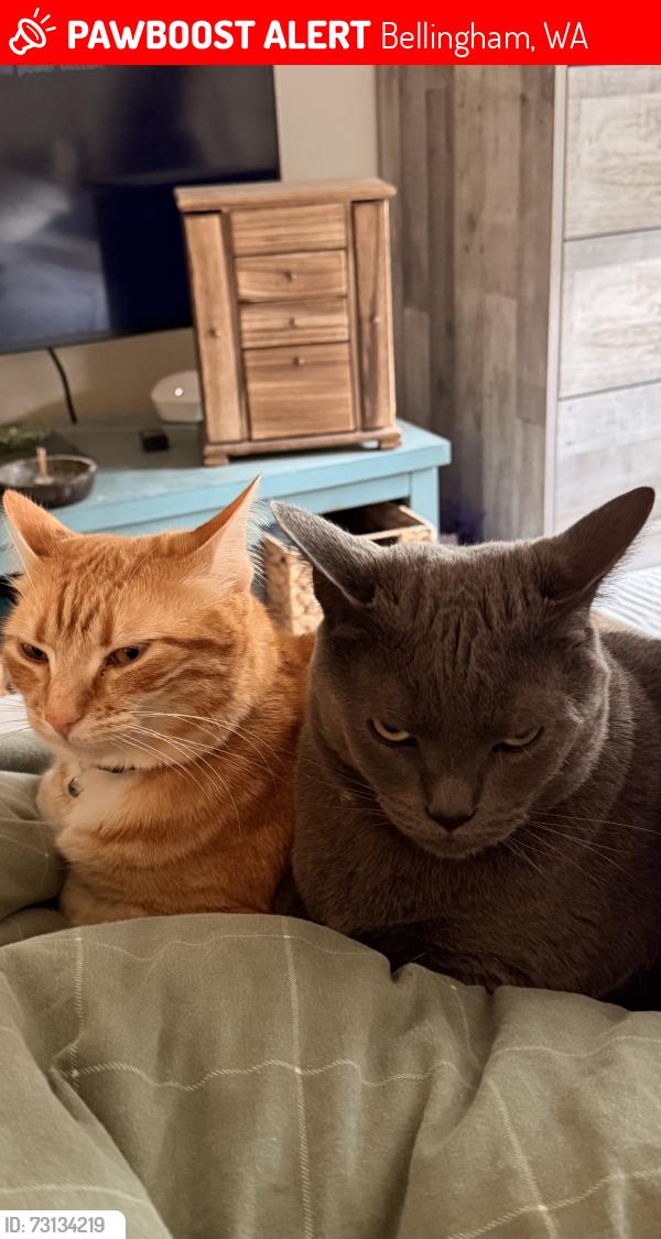 Lost Male Cat last seen Kellogg Rd and Meridan Rd, Bellingham, WA 98226