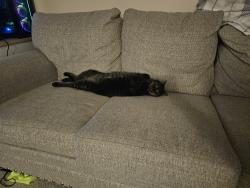 Lost Male Cat last seen Near Dan place se, Smyrna, GA 30082