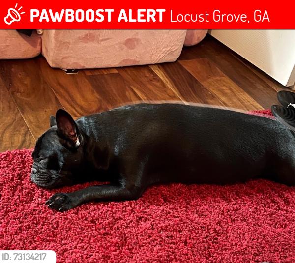 Lost Female Dog last seen Near Kirkland drive, Locust Grove, GA 30248